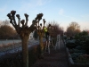 Knudebeskæring. Beskæring af linde træ på kirkegård i kanten af Aarhus Østjylland