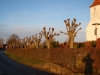 Knudebeskæring. Beskæring af linde træ på kirkegård i kanten af Aarhus Østjylland
