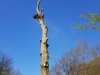 Fældning af bøgetræ med kulsvamp. Træfældning Østjylland. Certificeret European treewoerker. ETW certificeret. Professionel træfældning. Dich Træpleje aps