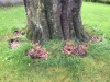 Kæmpeporesvamp (Meripilus giganteus). Meget agressiv vednedbrydende svamp. Nedbryder de bærende rødder på løvtræer. Ses ofte på gamle bøgetræer.