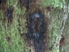 Bøgstamme med tjærepletter positiv for Phytophthora Sjælland, 2012