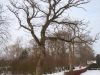 Sikkerhedsbeskæring af toptørt egetræ i Jylland. Dich Træpleje aps. Certificeret European Treeworker.