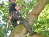 Stabilisering af gammelt flækket egetræ. Montering af statisk kronestabilisering samt rustfri gevindstænger for at bevare gammelt veterantræ egetræ i østjylland jylland aarhus århus.