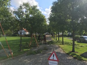 Strukturbeskæring opbygningsbeskæring af asketræ allé i Østjylland