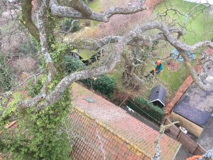 Træpleje. Gammelt egetræ i Aarhus får fjernet døde grene. Kronepleje af gammelt træ i Aarhus Århus. ETW certificeret. Certificeret European treeworker. Professionel pleje af gammelt træ. Professionel pleje af gamle træer. DIch Træpleje aps.