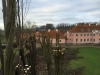 Beskæring af gammel lindeallé i Østjylland. Dich Træpleje aps