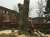 Træfældning på Trøjborg. Gammelt bøgetræ med kæmpeporesvamp fældes ved brug af nedfiring. Dødt træ fældes. Dich Træpleje aps.