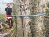Fældning af stort bøgetræ med råd kæmpeporesvamp i rødderne. Det store træ var til fare for sine omgivelser og skulle fældes hurtigst muligt. Træfældning Aarhus. Træfældning Østjylland. Fældning af vanskelige træer i Aarhus Østjylland. Dich Træpleje aps