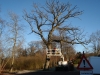 Sikkerhedsbeskæring af toptørt egetræ i Jylland. Dich Træpleje aps. Certificeret European Treeworker.