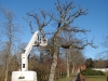 Sikkerhedsbeskæring af toptørt egetræ i Jylland. Dich Træpleje aps. Certificeret European Treeworker.