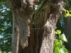 Stabilisering af gammelt lindetræ i Gammel Estrup slotspark.