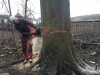 Fældning af gammelt bøgetræ angrebet af kulsvamp. Dich Træpleje aps. ETW certificeret træpleje i Aarhus.