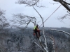 Træfældning vinteren 2015. Dich Træpleje aps. ETW certificeret. Aarhus Østjylland.