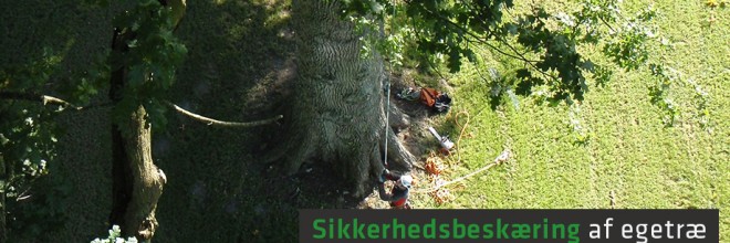Stephen Turnbull beskærer gammelt egetræ i nærheden af Aarhus. Dich Træpleje aps