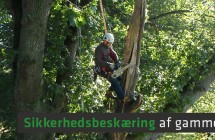 Beskæring af et par gamle egetræer i slotspark