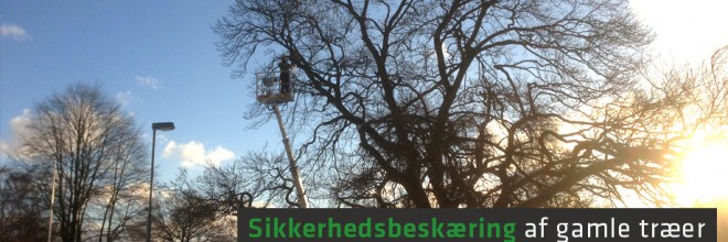 Sikkerhedsbeskæring af gamle træer