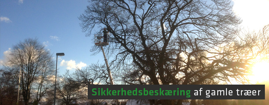 Sikkerhedsbeskæring af gamle træer