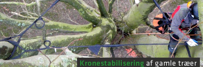 Kronestabilisering af gamle træer