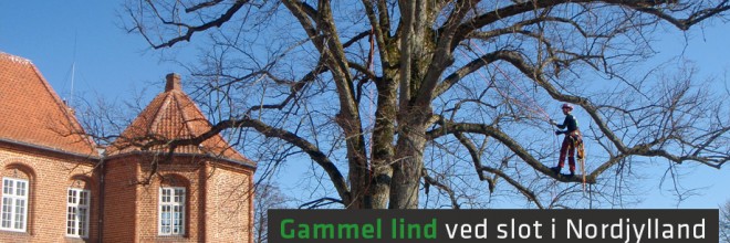 Beskæring af gammel lind ved slot i Nordjylland