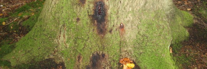 Bøgetræ angrebet af Phytophthora rodskimmel