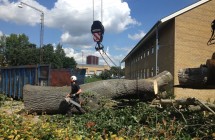 Fældning af stort poppel træ i Aarhus