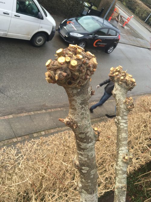 Beskæring Århus, træbeskæring Aarhus, træbeskæring Østjylland, beskæring af træ i aarhus, beskæring af træ i århus, træbeskæring aarhus, etw certificeret, certiceret european treeworker århus aarhus, etw certificeret træpleje i aarhus, knudebeskæring, professionel beskæring, uddannet arborist i danmark, dich træpleje aps